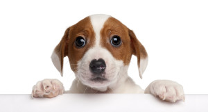 CuteJack-Russell-Terrier-puppy