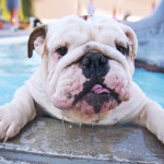 a cute dog swimming