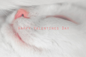 Happy Valentines Day with a beautiful sleeping white cat
