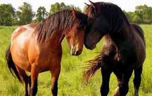 Horses in Love Psychic